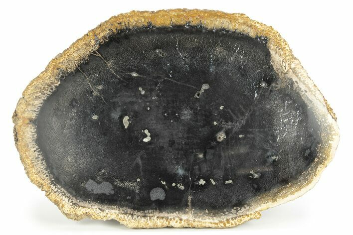 Polished Petrified Palm Wood Round - Indonesia #244668